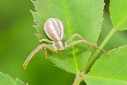 Runcinia grammica